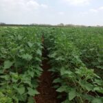 94133332_225144452149681_7586492758341189632_n