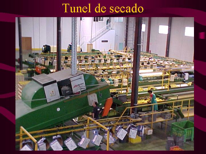 PROCESOS PRODUCTIVOS FRUTAS Y HORTALIZAS